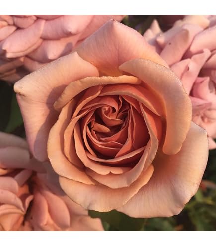 Amazon.com : Heirloom Hybrid Tea Roses, Live Own Root Plant, Muzi